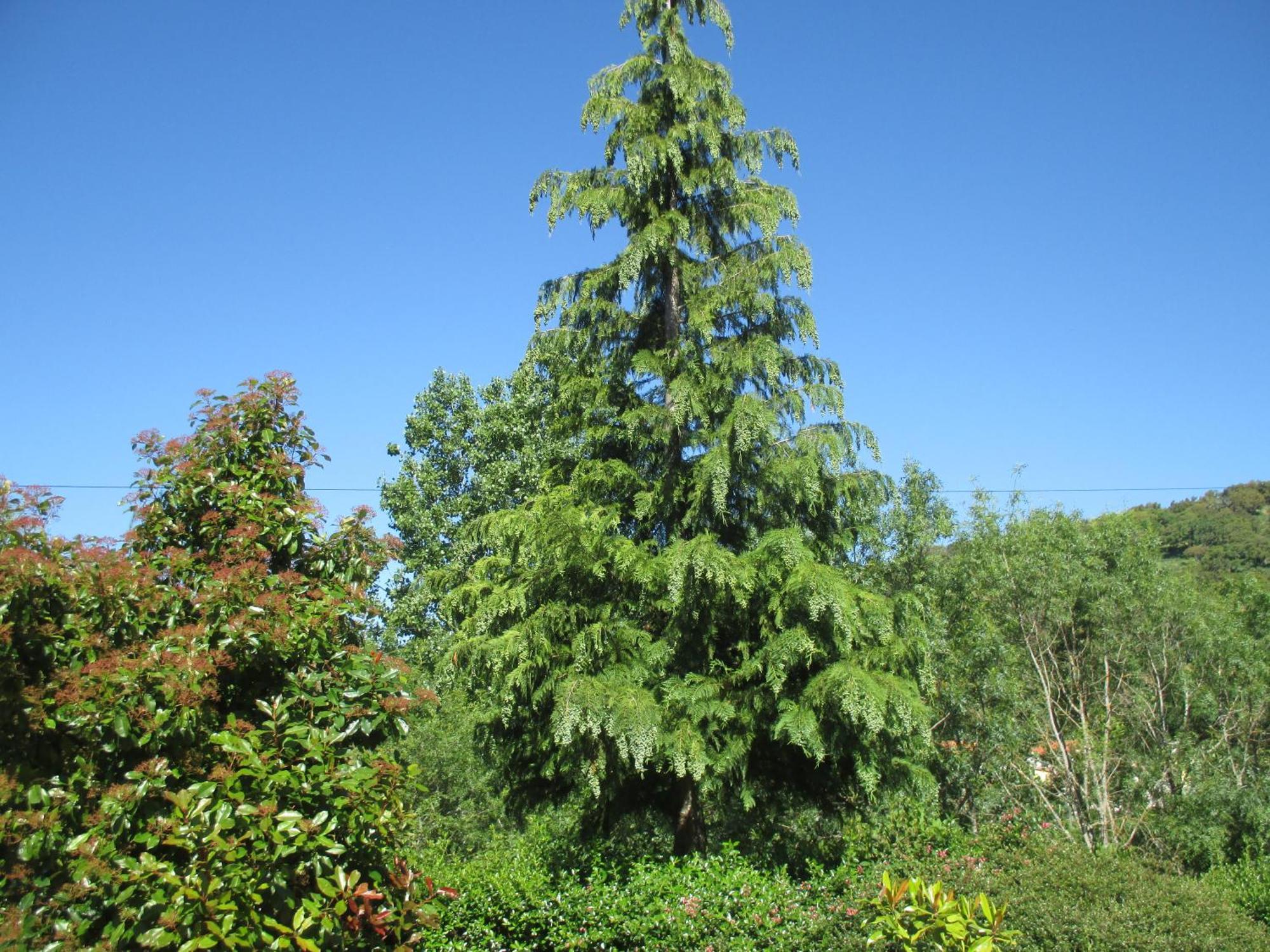 Bungalow "A Choupana" - Quinta Da Carvoica - Vale Pradinhos Vale de Pradinhos Екстериор снимка